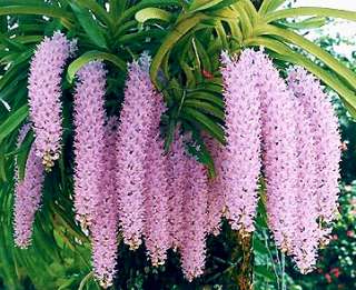 Orchid /Rhynchostylis retusa (1 flask containt 40 plan)  