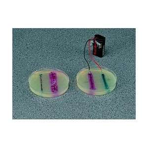  Demonstration, Oxidation of Metallic Iron in Agar Gel 