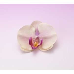 Moon Orchid in White Purple