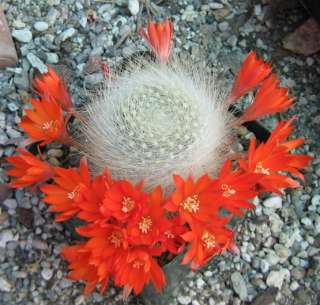 Rebutia albipilosa Soft Brush Spines Orange Flowers  