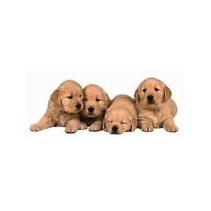  Paper House Productions Golden Retriever Pups Magnet: Home 