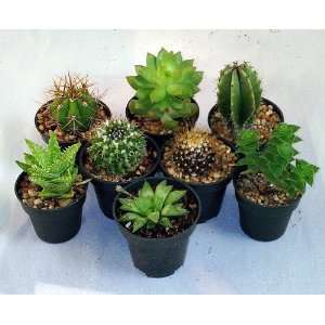  Instant Cactus/Succulent Collection   8 Plants 2 pots 