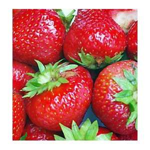    25 Eclair Junebearer Strawberry Plants Patio, Lawn & Garden