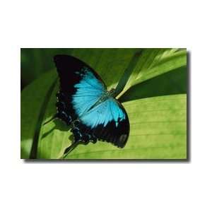  Ulysses Butterfly Cape York Queensland Australia Giclee 