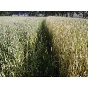  Path Cuts Through Wheat Field, Qinghai Province, China 