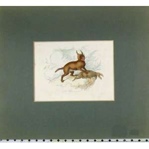   Steel Engraving 1840 Caracal Animal Hand Coloured: Home & Kitchen