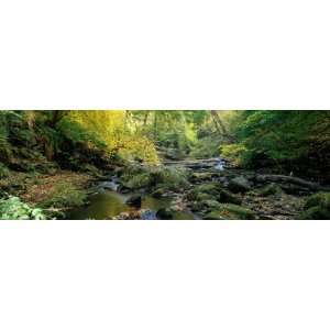  Stream Flowing Through Forest, Eller Beck, England, United 