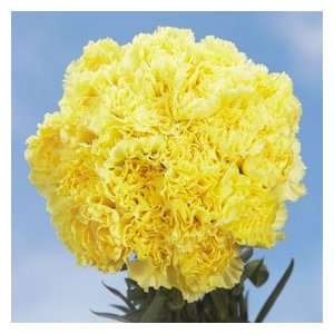 Yellow Carnations 200  Grocery & Gourmet Food