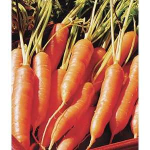  Carrot, Little Finger 1 Pkt. (1500 seeds) Patio, Lawn 