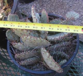 Opuntia macrocentra One Blue Pad White and Brown Spines  