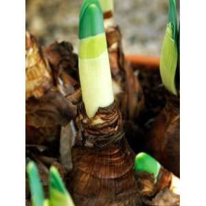  Narcissus (Daffodil) Bulbs in Pot, Early Spring 