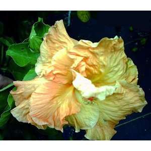  Peach Schnapps Hibiscus Plant   4 POT   Indoors or Out 