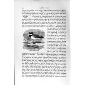   NATURAL HISTORY 1895 COMMON RINGED PLOVER BIRD PRINT: Home & Kitchen