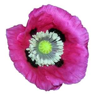  500 Poppy Flower Seeds. Papaver Somniferum. Hot Pink 