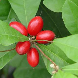 Live Miracle Fruit Potted Plant Large Tree Yield up to 100 berry this 