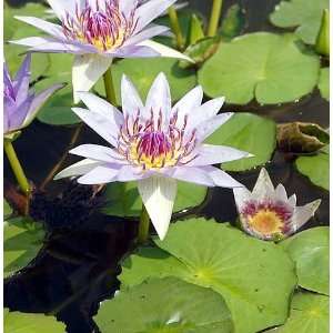   Pigmy Water Lily 10 Seeds   Nymphaea colorata Patio, Lawn & Garden