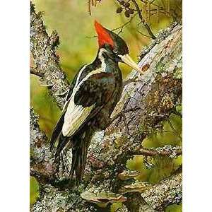  Carl Brenders   Ivory Billed Woodpecker