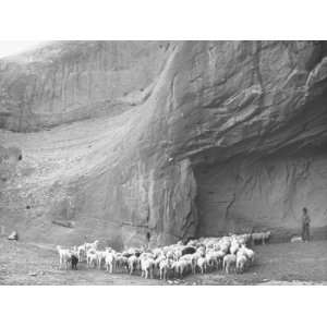  Native American Indian Herding His Sheep in Desert 