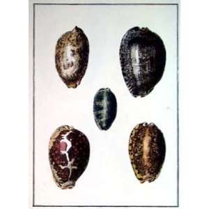  Cowrie Shells Poster Print