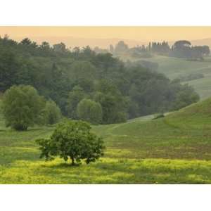  Single Tree in agricultural farm field, Tuscany, Italy 