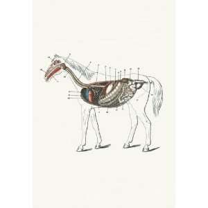  Longitudinal Section of a Horse 28x42 Giclee on Canvas 