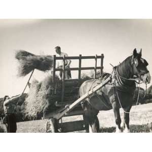  Harvesting in Sussex with a Shire Horse and Cart 