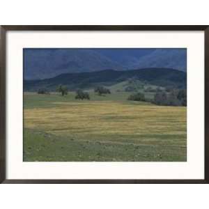  Scenic View of a Field of Wildflowers and Oak Trees in Cuyama 
