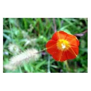  Orange Morning Glory Seed Pack: Patio, Lawn & Garden