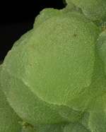 Moss Green PREHNITE BALLS on ShinyDark Green EPIDOTE Crystals 