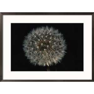  Close up of a dandelion that has gone to seed Framed Art 