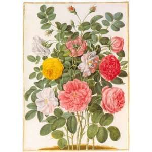  The Nassau Ildstein Florilegium, Traditional Floral Note 