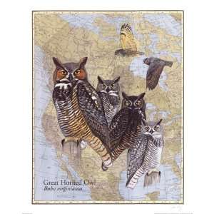    Great Horned Owl   Poster by David Sibley (16x20): Home & Kitchen
