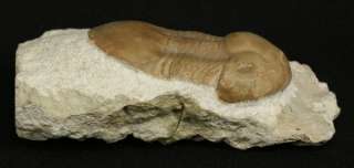 Fossil Trilobite Illaenus sp Ordovician Russia a63  