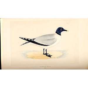  H/C British Birds 1St Ed Morris Sabines Gull 325