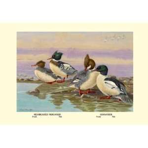  Red Breasted Merganser and Goosander 28x42 Giclee on 