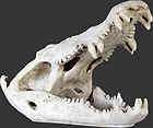 Crocodile Skull Huge 28 Fiberglass Resin Realistic Nautical Tropical 