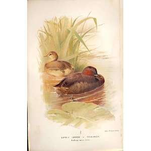    Little Grebe Or Dabchick By Thorburn Birds 1855 97