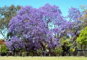 jacaranda, JACARANDA MIMOSIFOLIA blue flowering TREE, 10 seeds! GroCo 