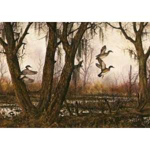 David Hagerbaumer   Marshy Lake   Wood Ducks 