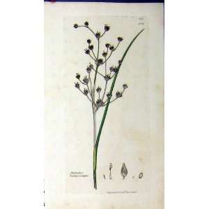   1810 Sowerby Botanical Print Juncus Lampocarpus Plant
