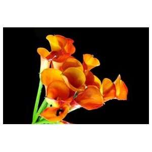 Mini Calla Lilies Mango Orange 240 Flowers:  Grocery 