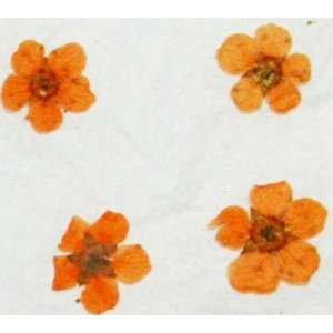   Nail Art Dried Flower Plum Blossom Orange 4Pc Embellishment Beauty