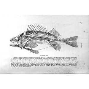   NATURAL HISTORY 1896 SKELETON PERCH FISH BONES PRINT