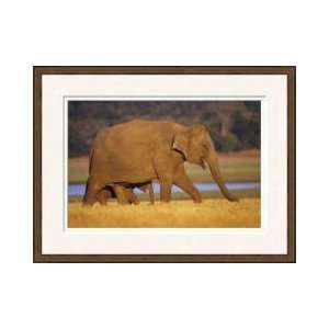  Female Asian Elephant Protects Small Calf Framed Giclee 