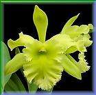   tenebrosa var. vinicolor Rain Forest FCC/AOS Cattleya Orchid Plant
