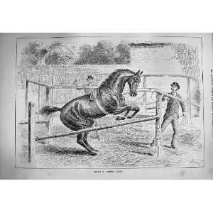    1884 Horse Training Making Timber Jumper Old Print