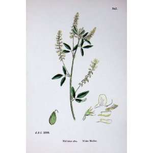   Plants C1902 White Melilot Melilotus Alba Flower