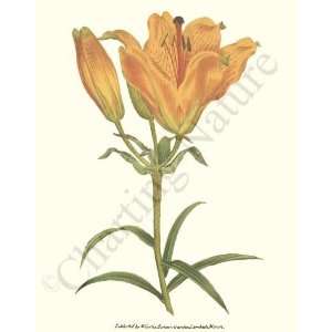  Botanical Flower Print Orange Lily