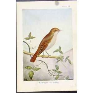  Nightingale Bird Color Sedge Warbler Willow Wren Print 