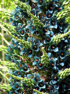 Puya alpestris *live plant* SAPPHIRE BLUE FLOWER rare xeric hardy 